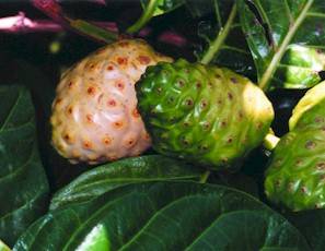 noni.jpg (13142 bytes)