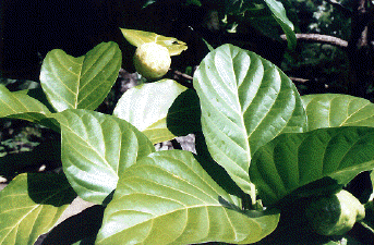 The Noni Plant